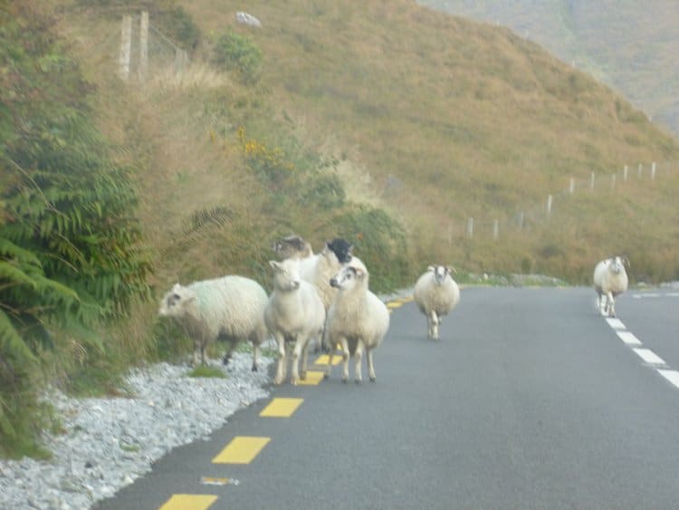 Sheep running up a paved two lane road in Ireland