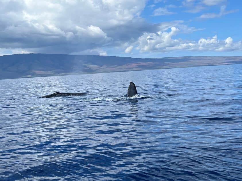 The fin and top of the body of a Humpback Whale in the ocean off of the coast of Maui.