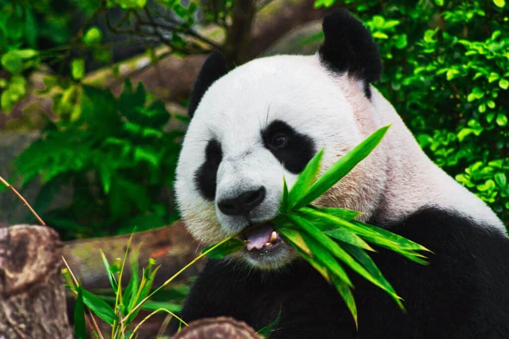 a black and white Giant Panda is eating green bamboo and is surrounded by green bamboo in the background