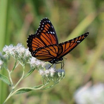 a orange and black monarch butterfly sits on a white flower in a field of grass