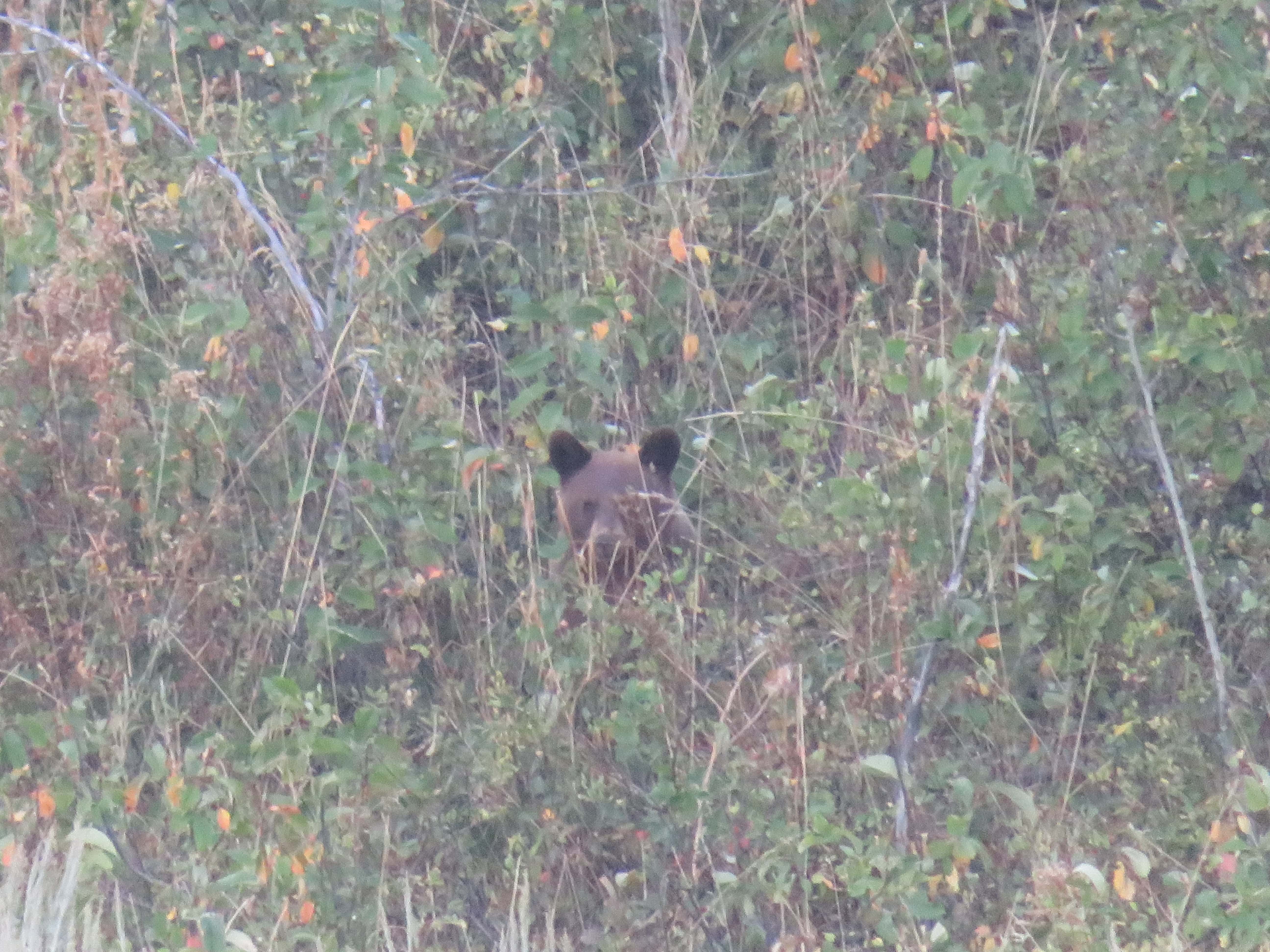 a brown black bear is sitting in a field of tall grass and looking toward the camera.  Planning a trip to the national parks requires you to think about the best camera to use