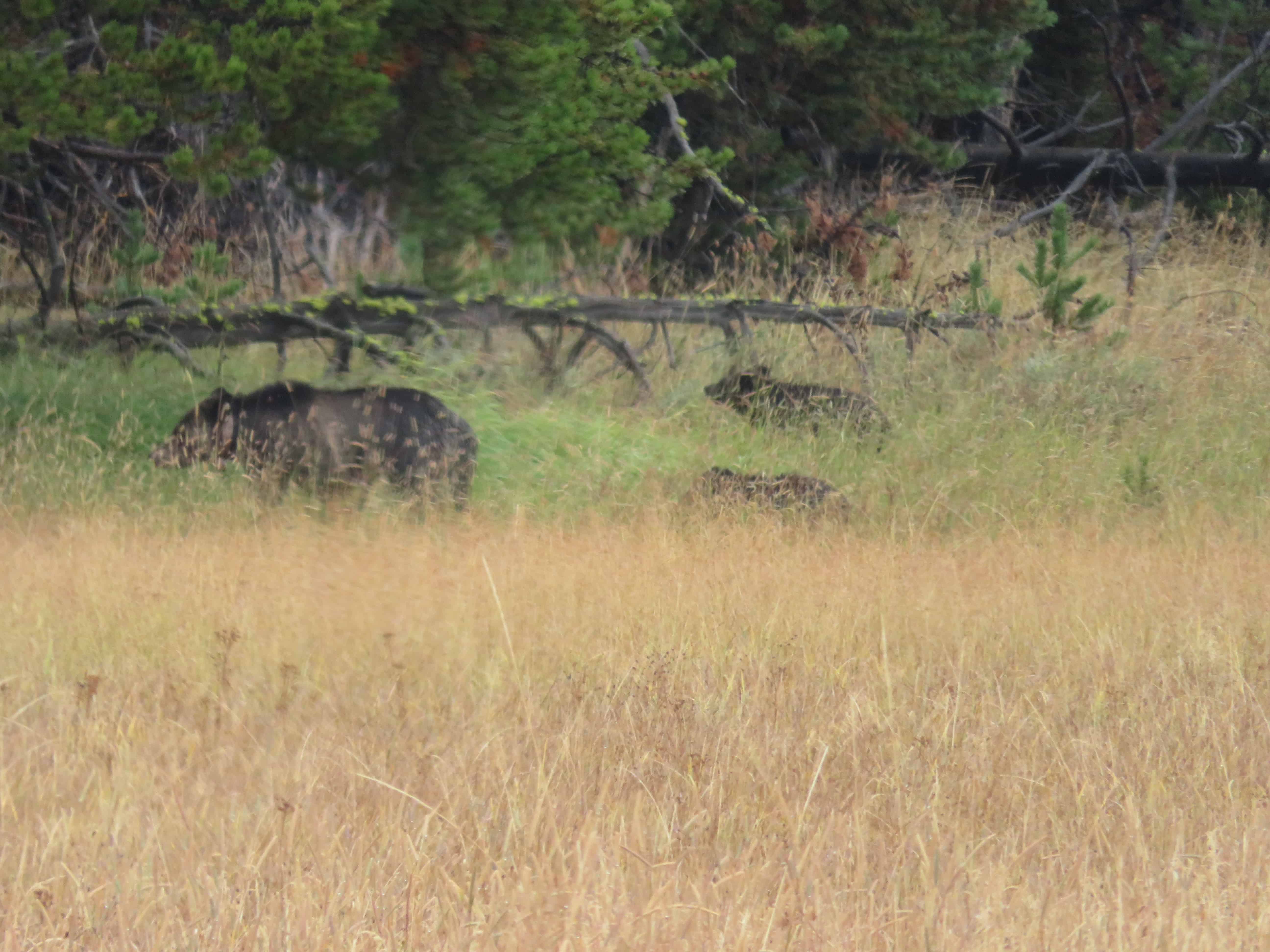 In a tall grassy field, a mama grizzly bear leads her two cubs towards the woods.  When planning a trip to the national parks, remember you may not always get that perfect shot of wildlife