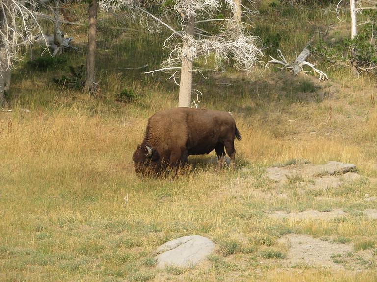 a bison is grazing in a field of greenish yellow grass