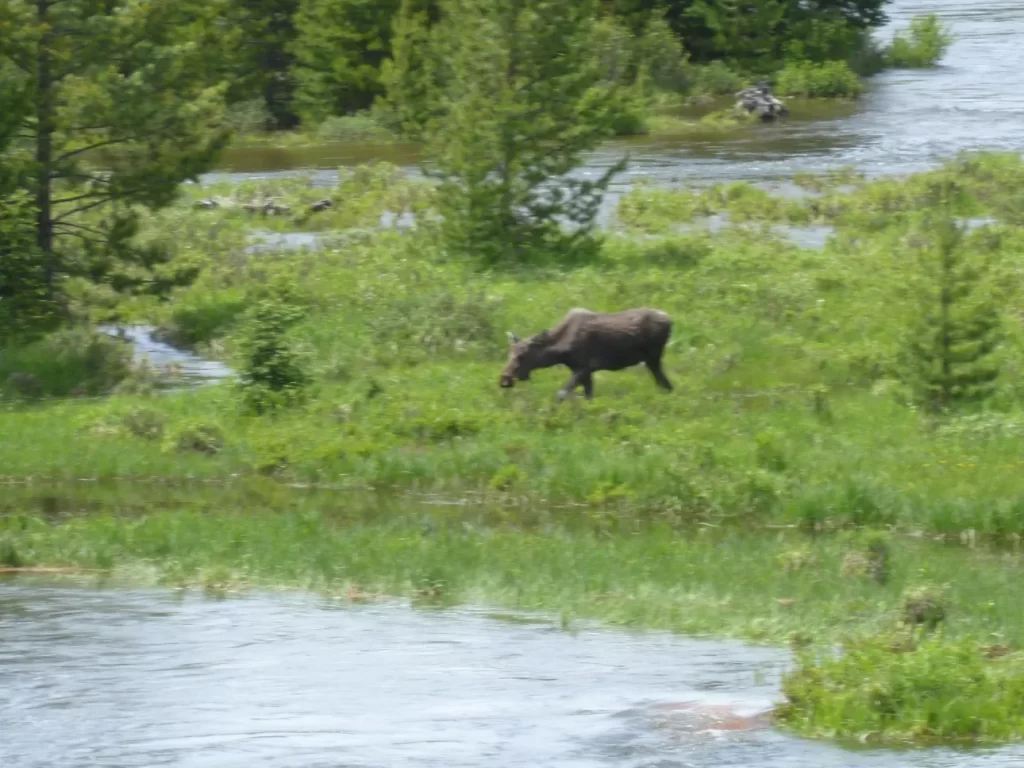 a large female moose is in a grassy marsh area in Rocky Mountain National PArk