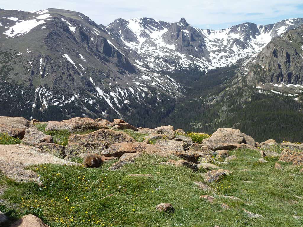 snow capped mountains are in the background with a grassy and rocky field in the foreground at Rocky Mountain National PARk