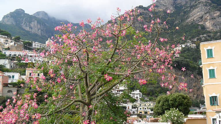 a pink flowering bush is in the foreground with houses perched on cliffs and mountains in the background in Positano Italy