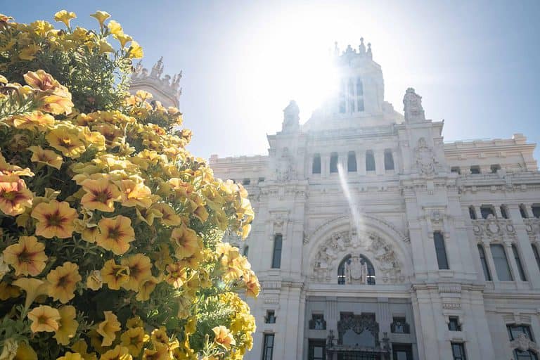 A white cathedral is below a sunny sky and has a yellow flowering bush in front of it.