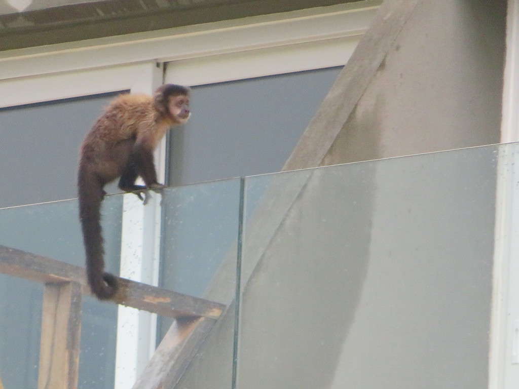 A brown monkey is sitting on a glass wall on the outside of a balcony at the Gran Melia Iguazu hotel