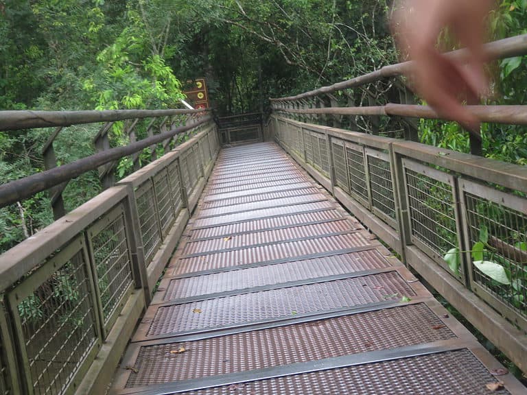 A metal bridge with railings on either side runs through the rainforest at Iguazu Falls Upper Trail in Argentina