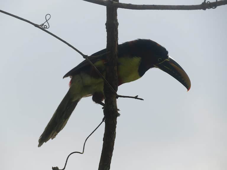 A yellow and black toucan with a large orange beak sits on a branch of a tree