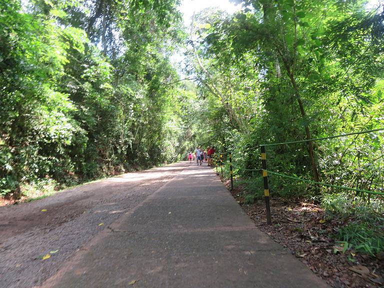 A steep paved pathway is lined by green trees and leads to the lower trail at Iguazu Falls in Argentina