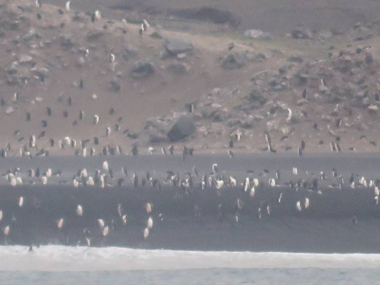 Hundreds of Chin Strap Penguins line the dark shores of Deception Island in Antarctica