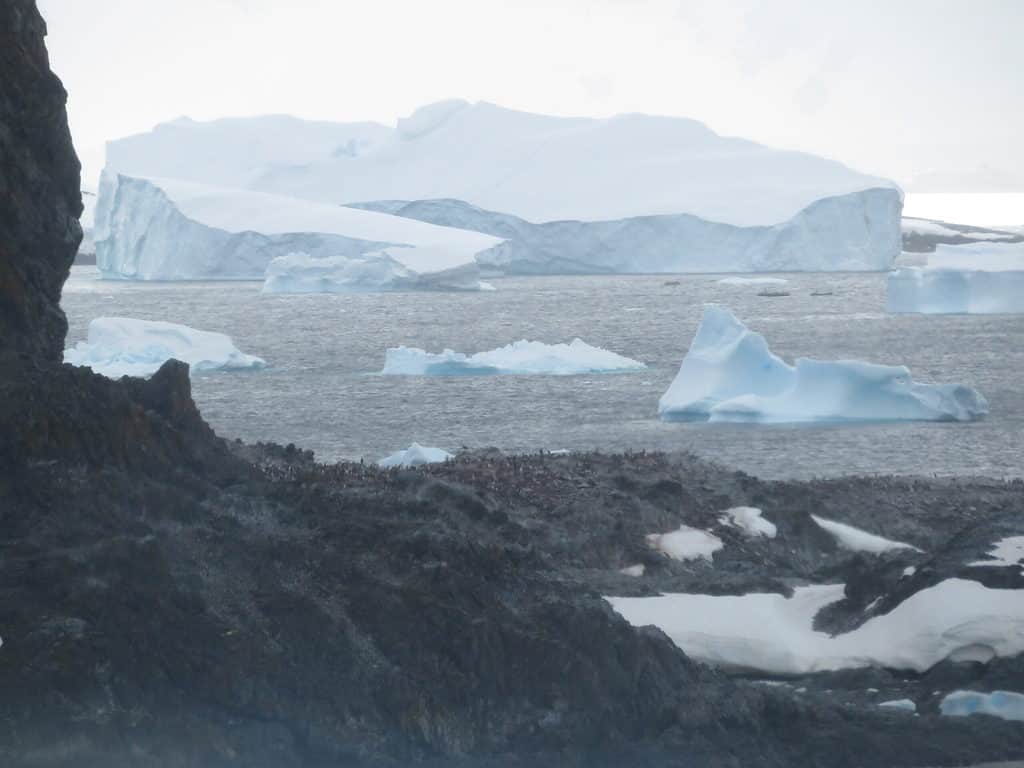 A very large iceberg is in the background with several smaller icebergs in front of it.  In the foreground is a rocky shore covered with gentoo penguins in Antarctica.