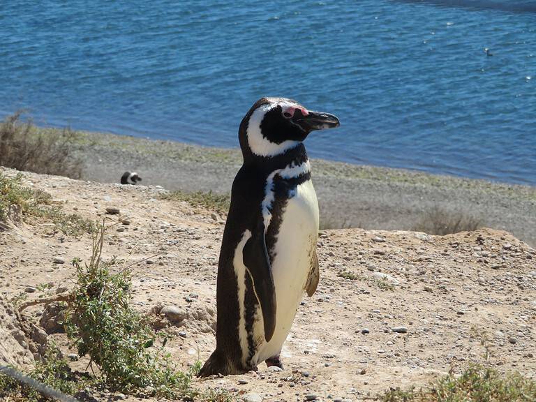 A black and white Magellanic Penguin stands on a sandy beach in Puerto Madryn Argentina