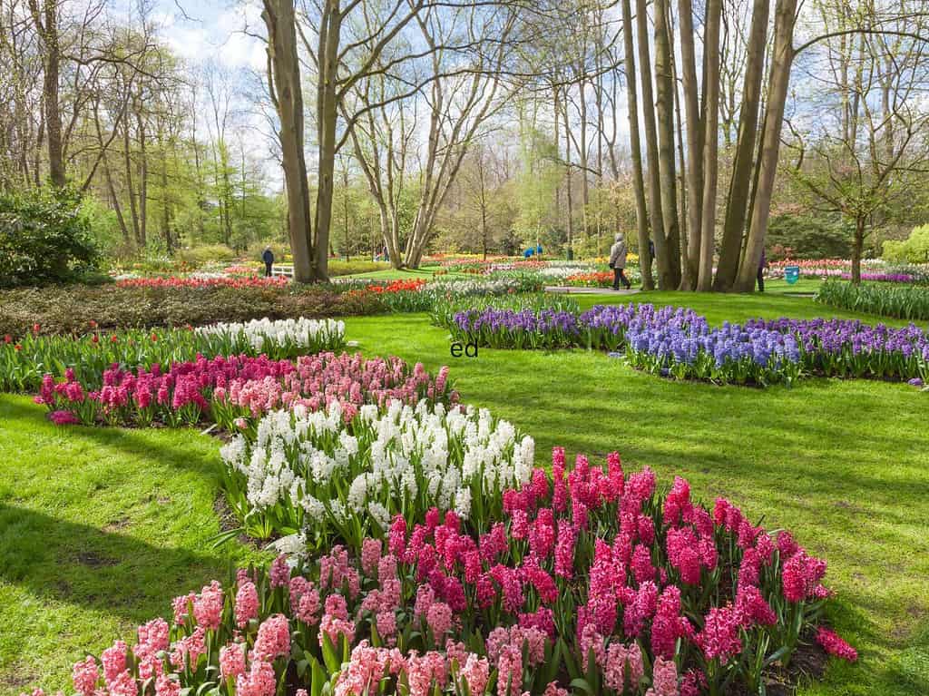 Visiting the Keukenhof Gardens in Amsterdam is a popular tourist attraction in the spring