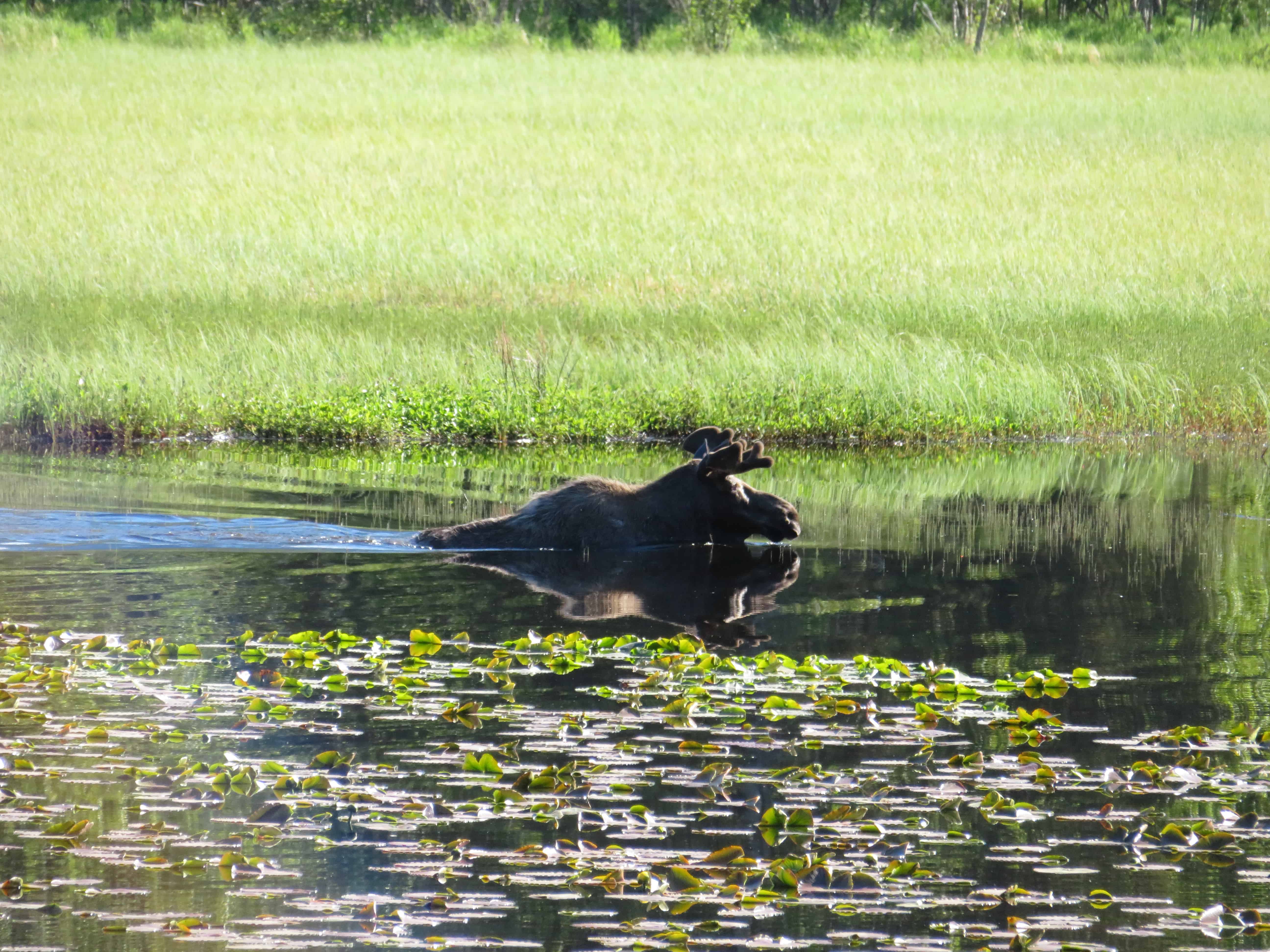 a bull moose swimming in a pond in Alaska