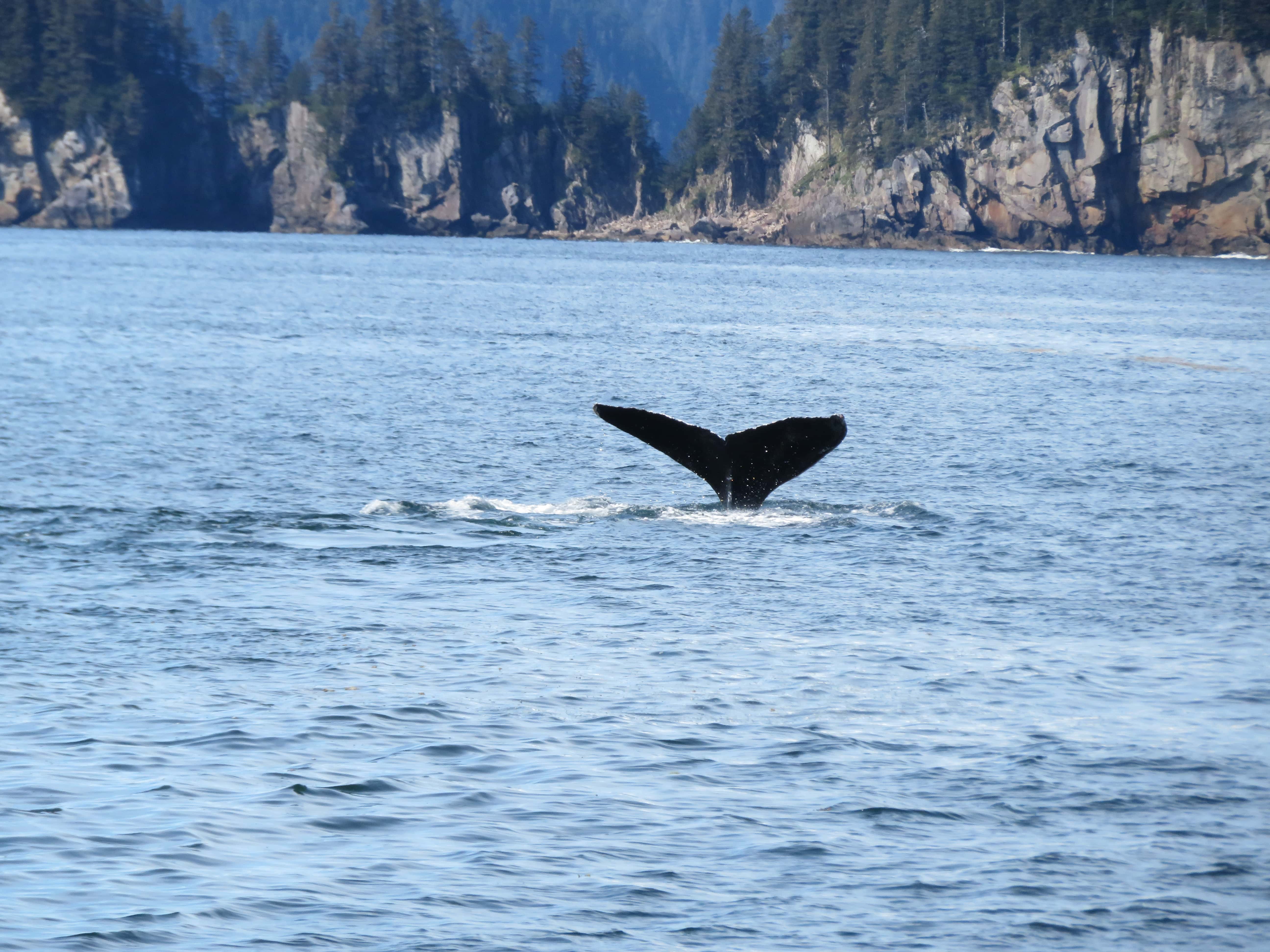 a Humpback whale tail pokes out of the blue water