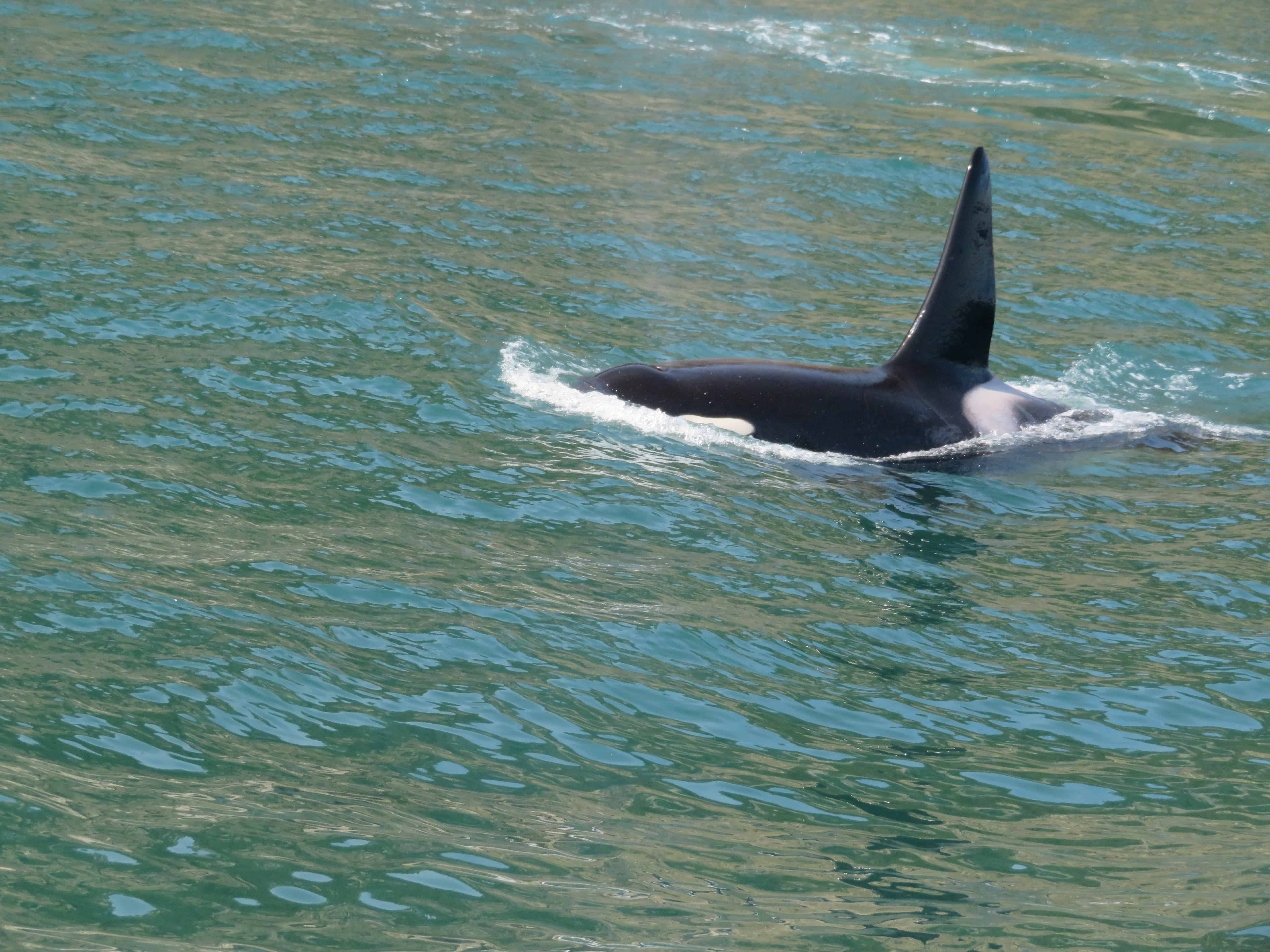 a large orca whale swims in the water