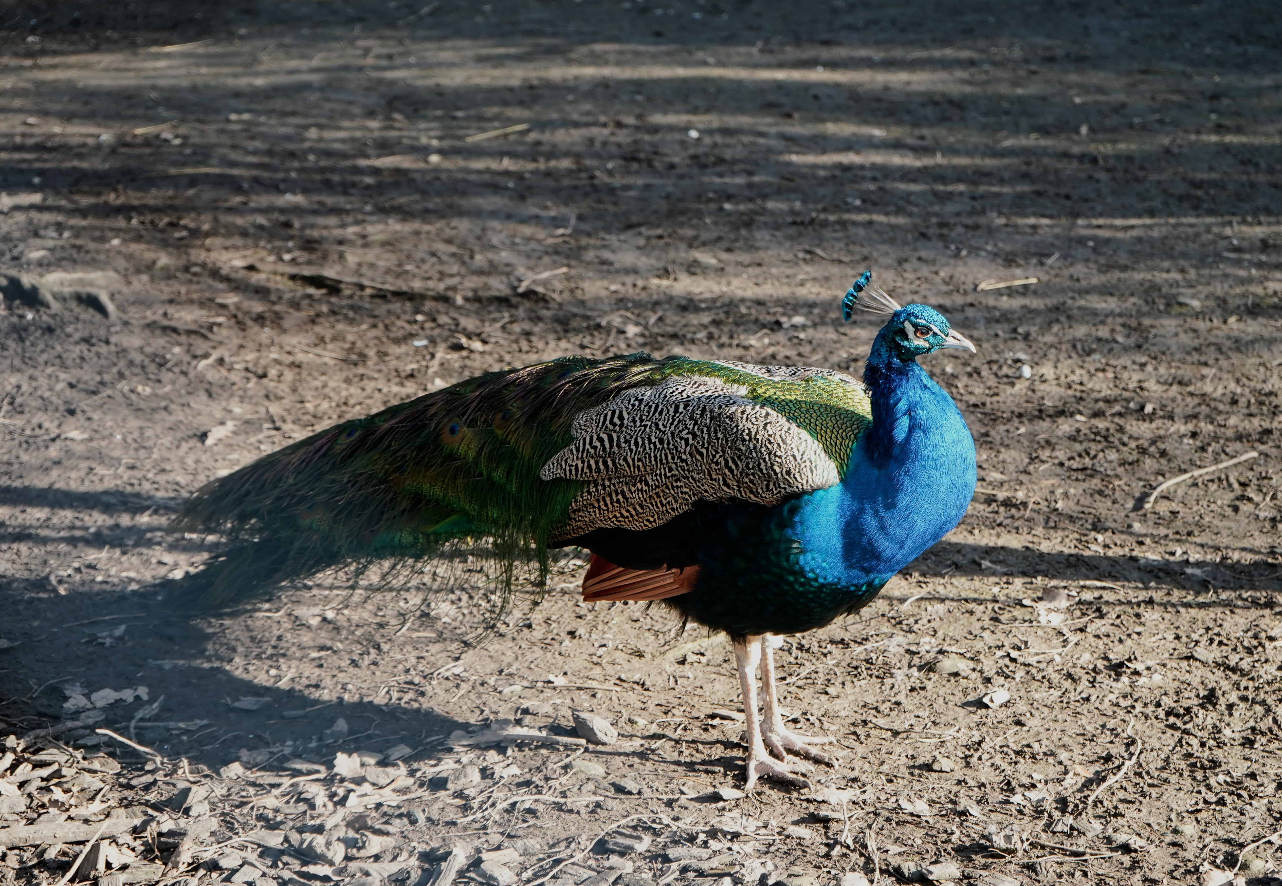 A blue and green peacock stands on a dirt pathway at the Los Angeles Zoo.