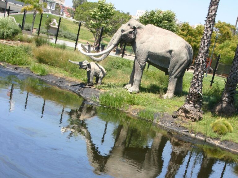 Replicas of an adult and baby wooly mammoth are set next to the La Brea Tar Pits