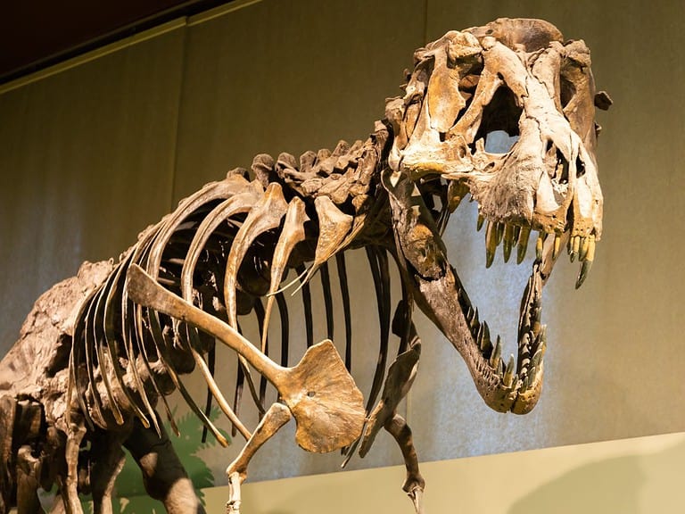 A large skeleton of a T-Rex sits in a museum.