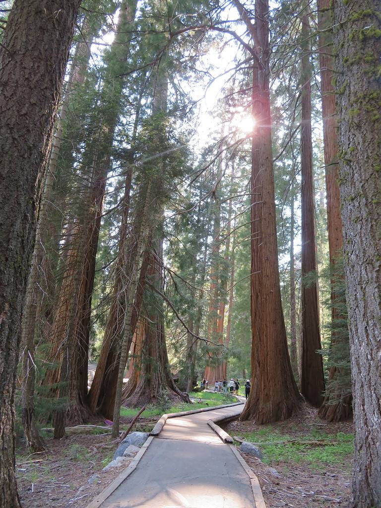 A paved walkway lined with boards runs through a forest of giant redwood trees