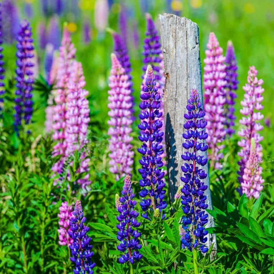 In a grassy filed purple and pink lupen flowers grow.