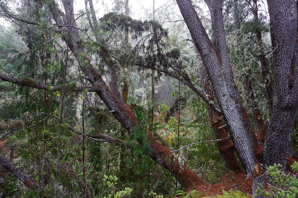 A group of trees shade the path of a hiking trail in Maui.