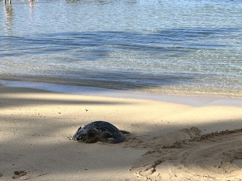 A green sea turtle lays on a beach in Hawaii.