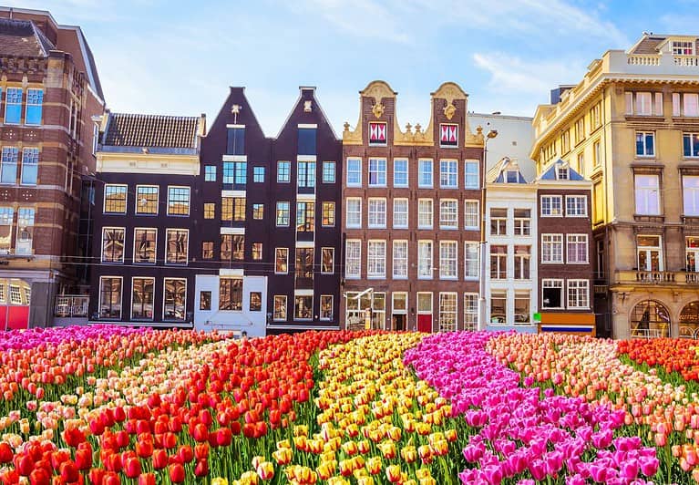 A field of brightly colored red, orange, yellow, and pink tulips sit in front of traditional buildings in Amsterdam.  Tulip season is one reason Amsterdam is worth visiting.