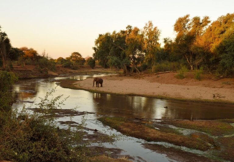 Autumn in Kruger National park has lower water levels and trees with colorful foliage.  A lone elephant stands by the stream.