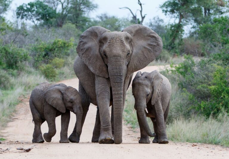 A mother with two baby elephants in Kruger National Park in the summer are on a dirt road.  Summer is one of the best times to visit Kruger National Park to see baby animals.