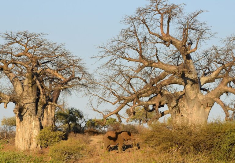 An elephant stands in a grassy area at the base of two trees whose leaves are bare.  The best time to visit Kruger National Park is in the winter when animals are easier to see.