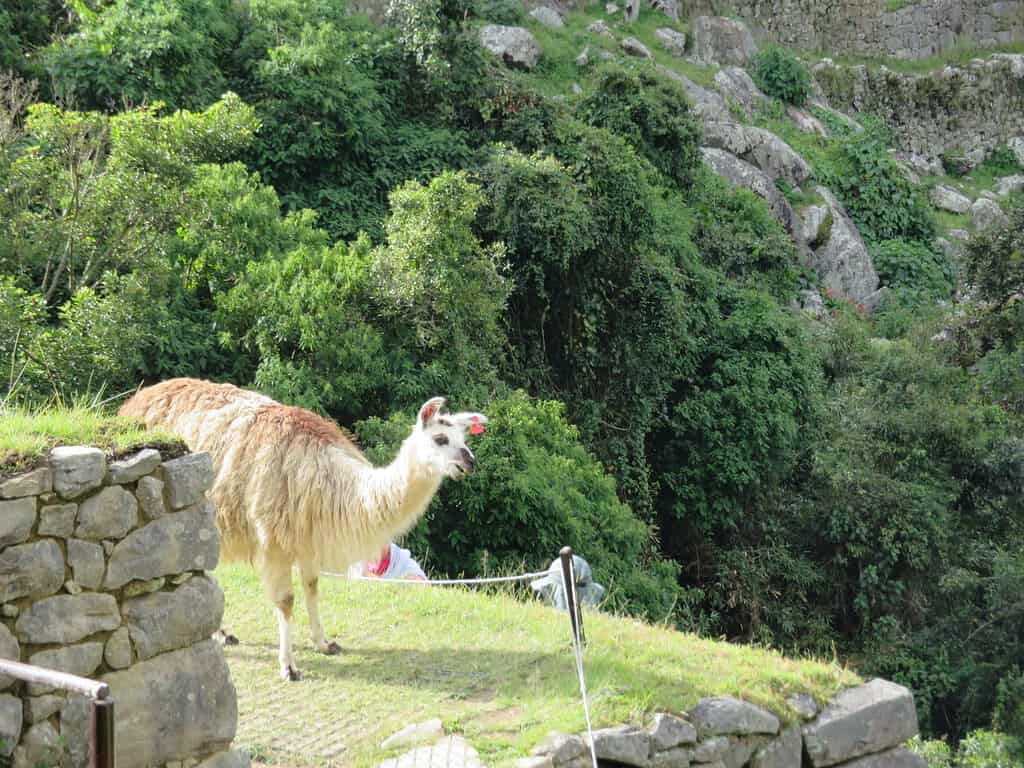 A white and brown llama walks along a narrow grassy path on the side of a mountain in Machu Picchu Peru