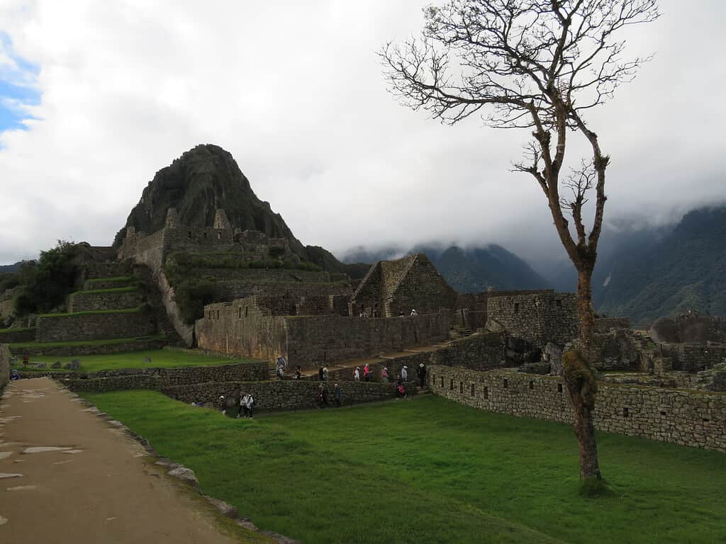 A lone tree without leaves is in the middle of a grassy path leading to Machu Picchu Mountain.  Ruins of old stone buildings are at the base of the mountain.