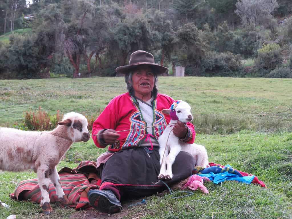 A Peruvian woman with dark braided hair sits in a grassy field and is wearing a red jacket and black skirt.  She is holding a lamb with a flowered head dress and another young sheep is standing next to her on her right.