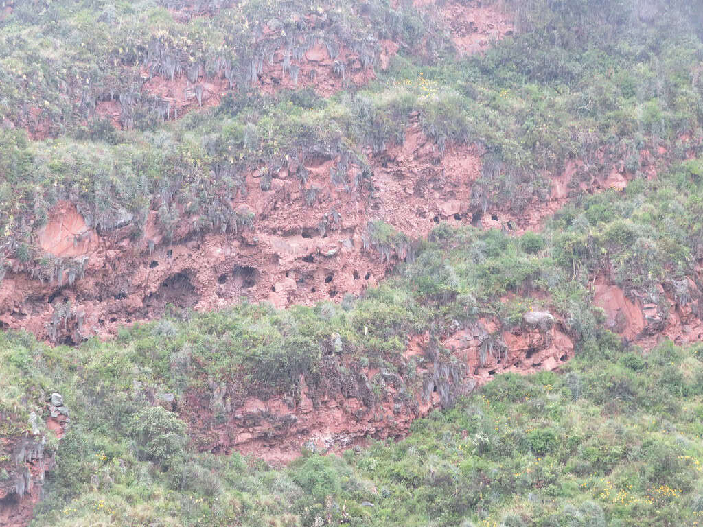 Red rocky area on the side of a mountain is overgrown with grass and hass many holes cut into the rock.  These were once burial sites for Incan people that have since been robbed.