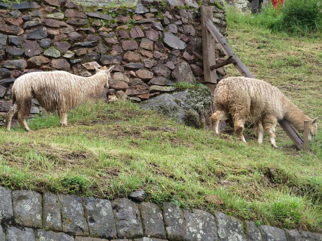 Two white llamas graze on grass at the base of an intricately placed stone wall at the Incan site of Pisaq