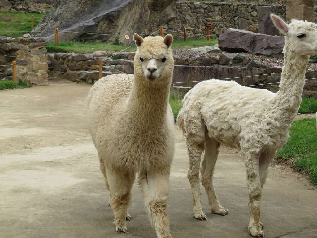 Two alpacas (one with short hair and the other with long hair) wander around the Inca site of Ollantaytambo in Peru.