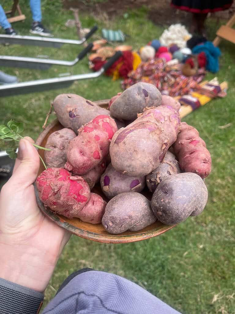 A while hand is holding a wooden bowl full of purple and red potatoes.  Potatoes are one of the crops Peru is known for.