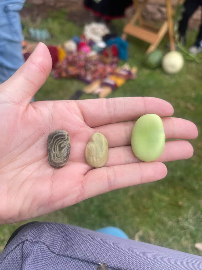 A white hand holds three legume beans which are at varying stages of dehydration.  A dark green one is one the left, the middle is a muted green color, and the one on the left is a bright green and the largest of the three.