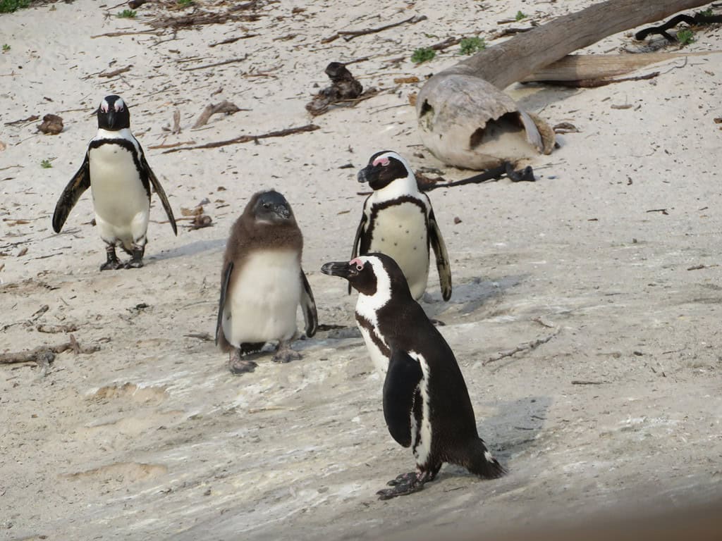 Three adult African penguins surround a chick who is losing it's baby feathers on a beach in Capetown South Africa.