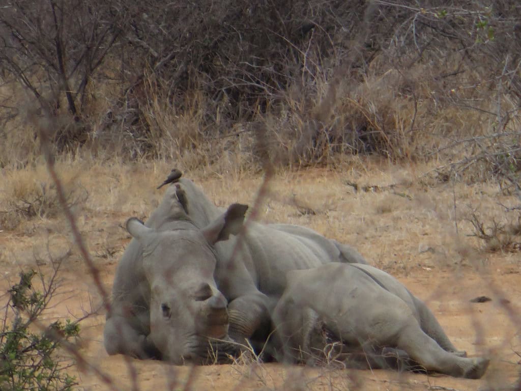 Two white rhinos are laying down in an open grassy field.  They represent my safari planning tip of prepared to be tired.