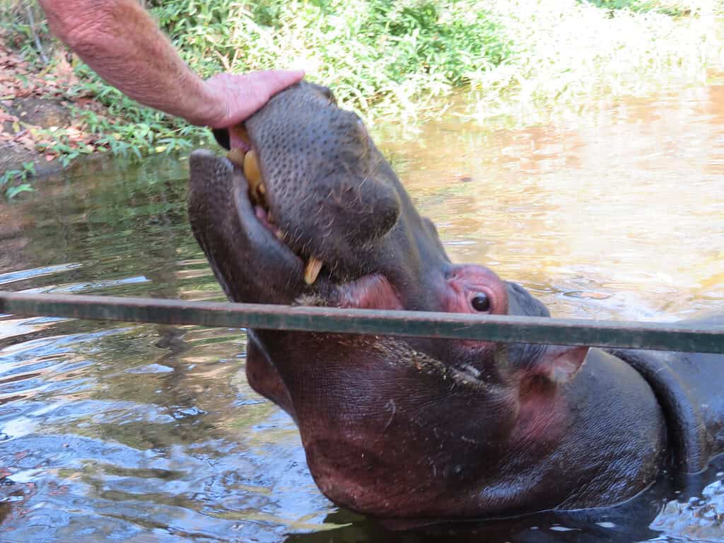 A hippo is in the water next to a floating dock with metal rails and is being pet by a white hand.