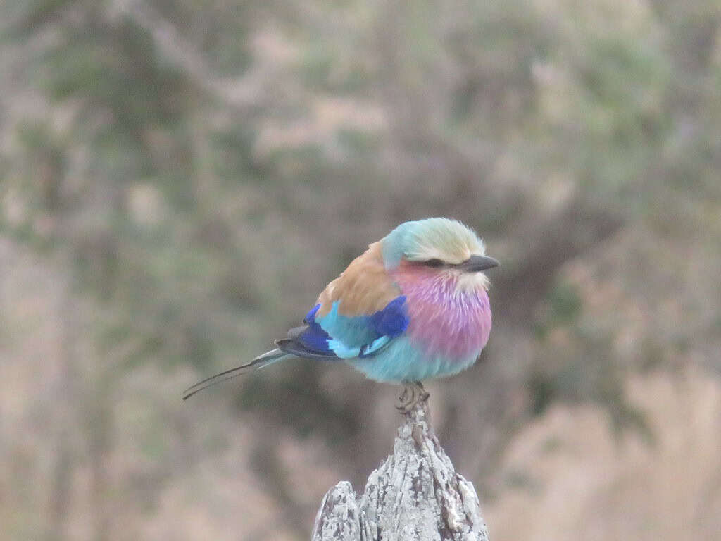 A small multicolored bird is perched on a fence post.  It has a lilac breast and various shades of blue, green, and orange on its body.