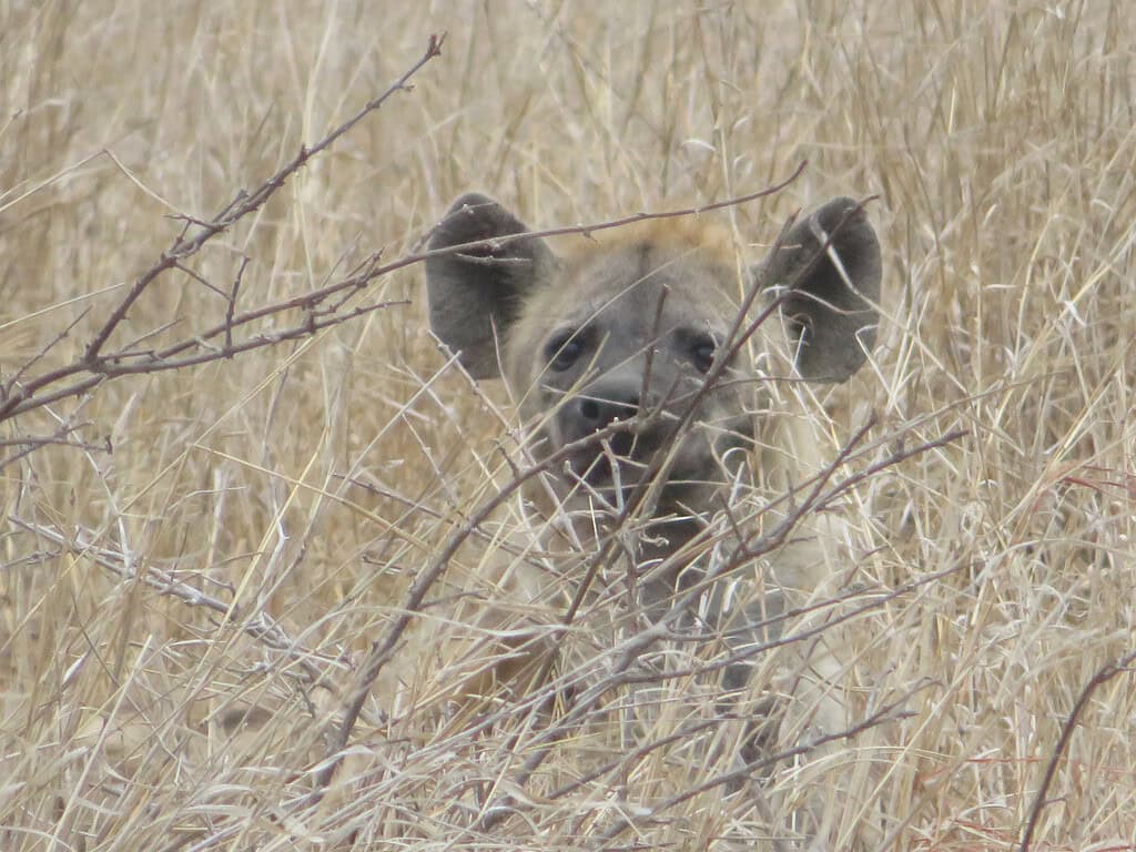 A spotted hyena is sitting in tall yellow grass looking directly at you.  A hyena is one animal  people hope to see when planning a safari.