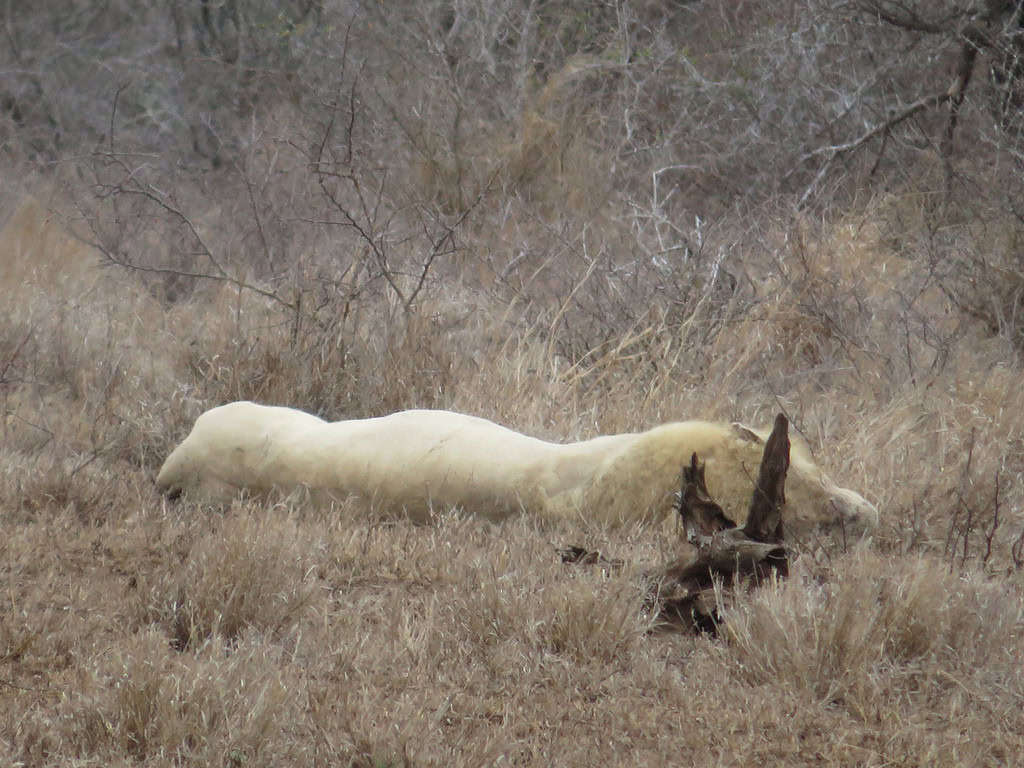 A rare white lion is laying in a brown grassy field.  My safari planning tip is not to expect unique animal sightings such as this.