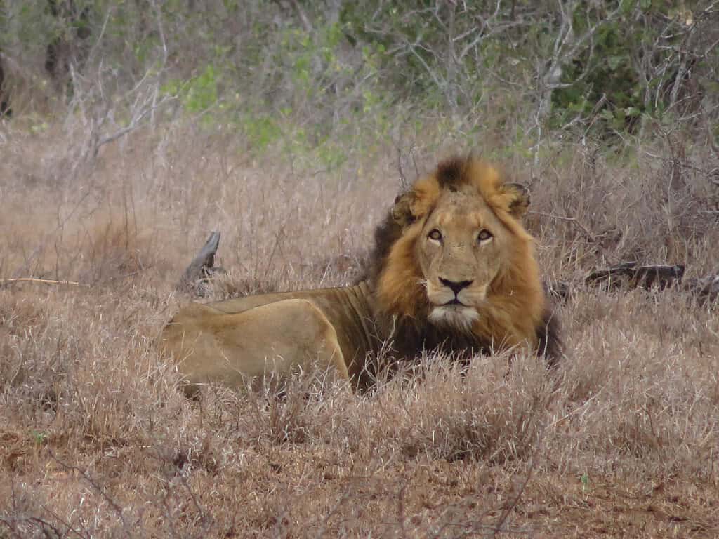 An adult male lion lays in a brown grassy field and looks directly at you.  A safari planning tip is to go in transition seasons when it's dry and animals are easier to see.