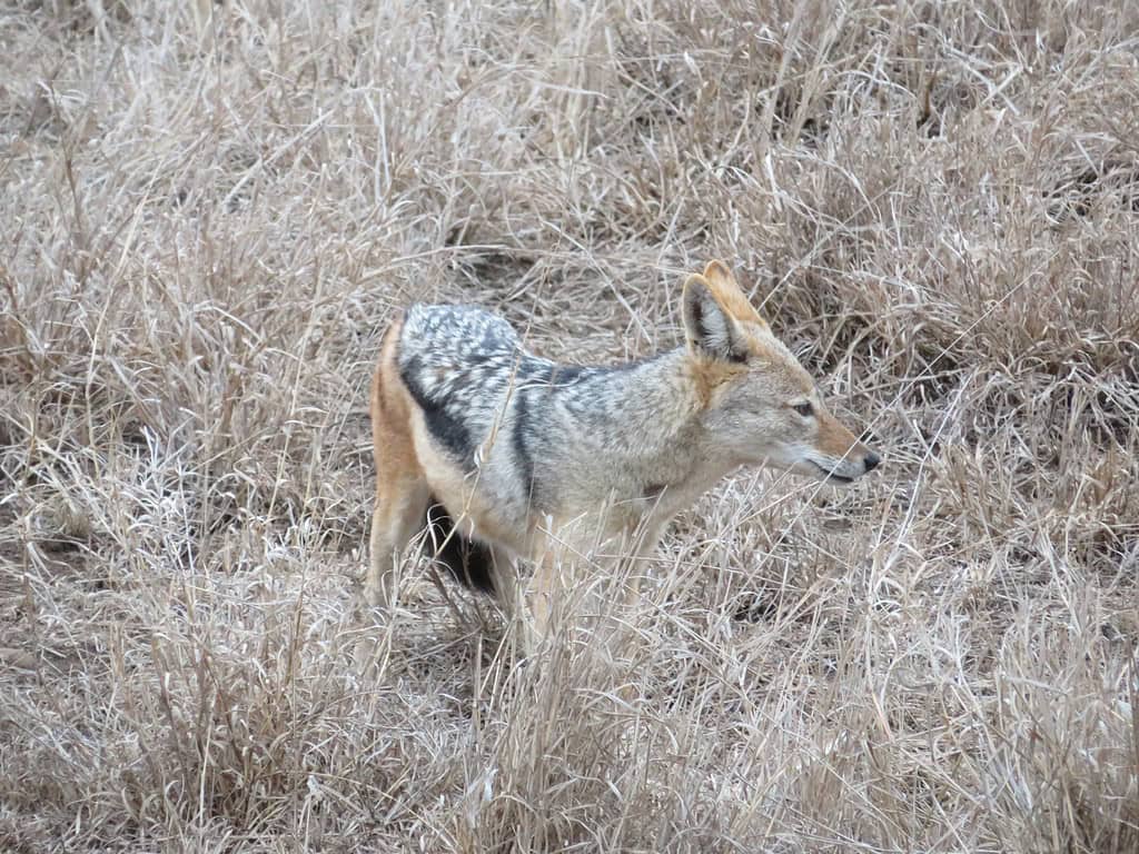 A black backed jackal is in tall brown grass by the road in Kruger National Park.  When planning a safari, take multiple game drives so you can see animals like this.