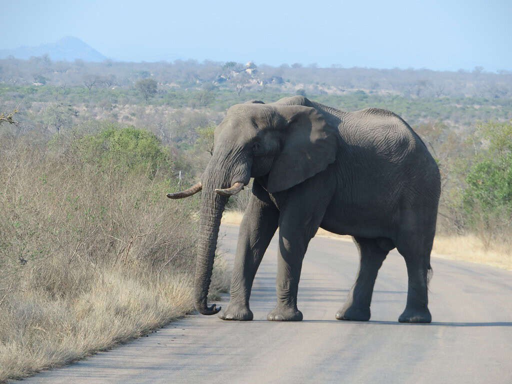 A large adult elephant crosses a paved road in Kruger National Park